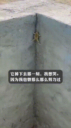 那只拼命爬墙的青蛙，像极了拼尽全力的我们！刚才刷到一个视频，瞬间鼻酸！
一只青蛙
