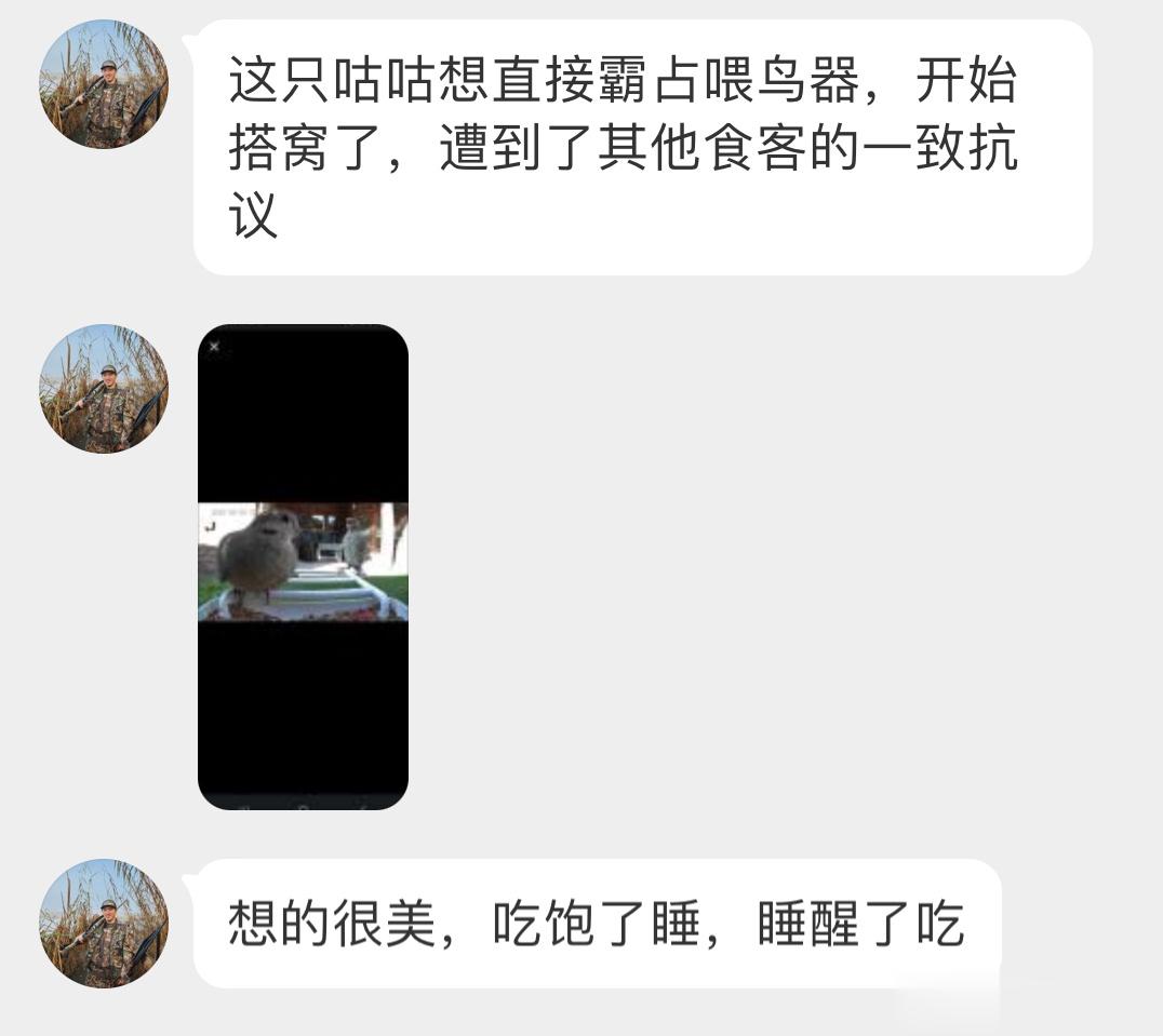 #鸟粉投稿# ？？？笑死，这只哀鸽携带几根树枝打算在喂食器上筑巢哈哈哈哈哈一睁眼