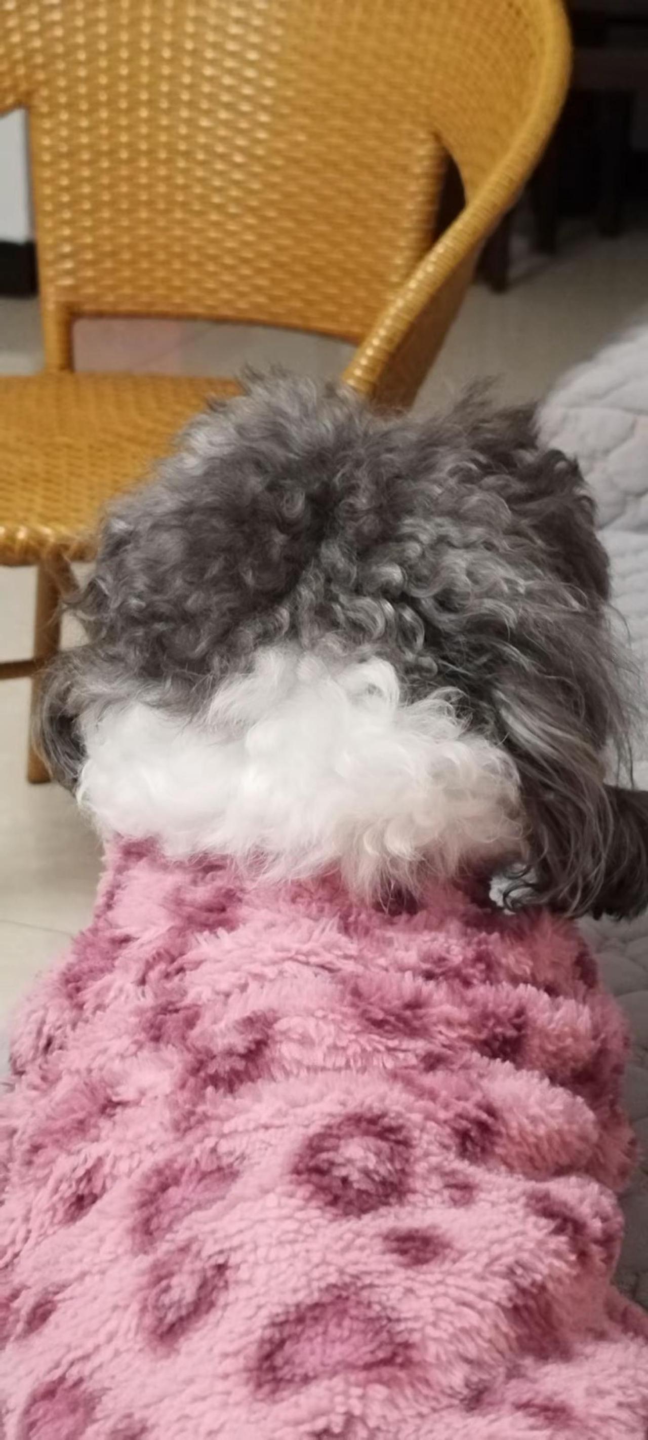 好，就这样不要动，帅得很！狗狗睡衣分享 摆烂小狗