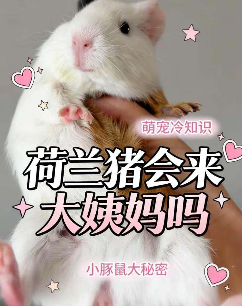 很多猪友误以为荷兰猪有生理期，我身边就有朋友错把异常出血当成大姨妈😮💨，我特