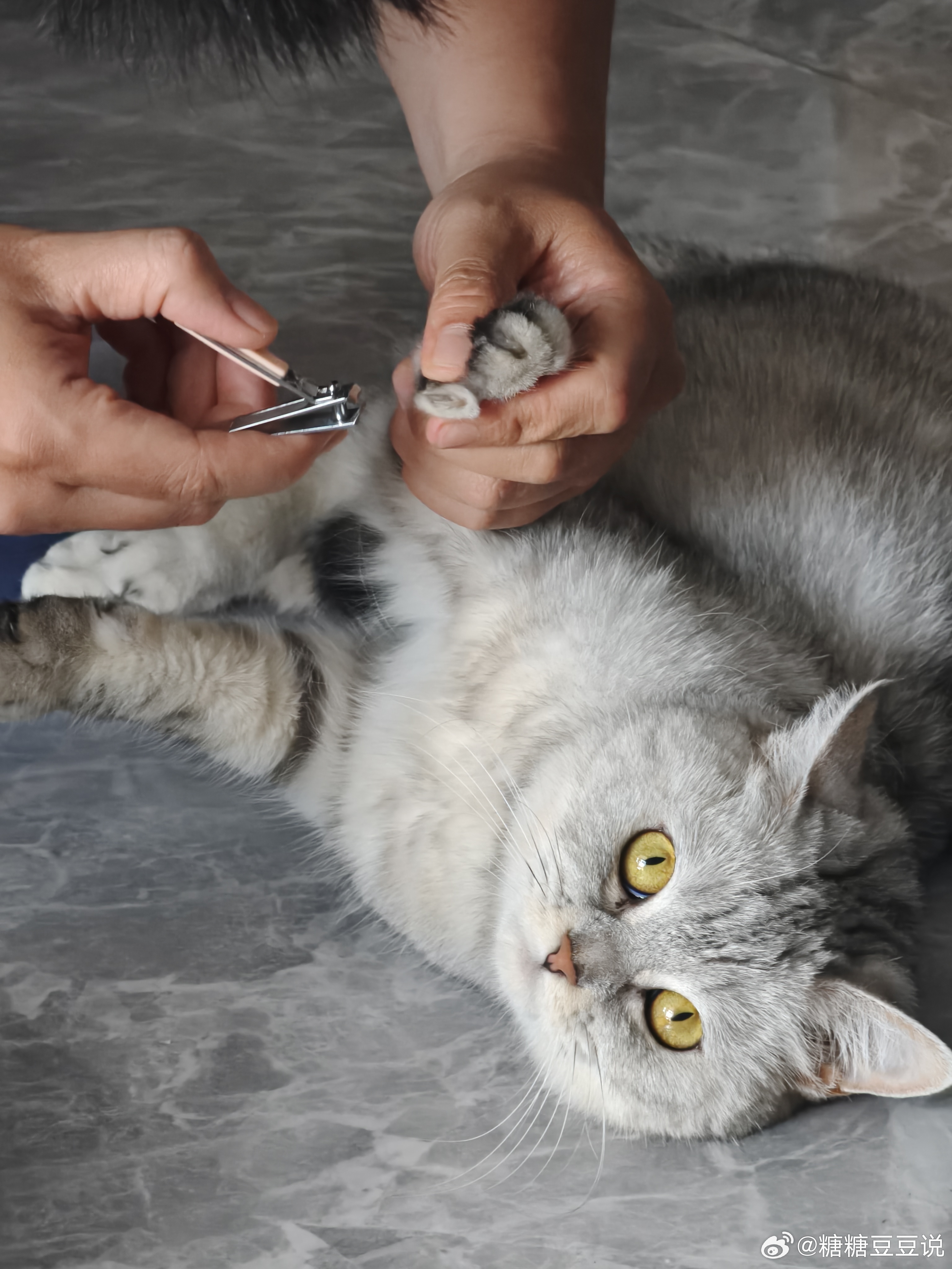 今天给猫剪剪指甲我家咪总是剪完没几天就又把指甲油磨的很尖了，感觉整天就在找东西磨
