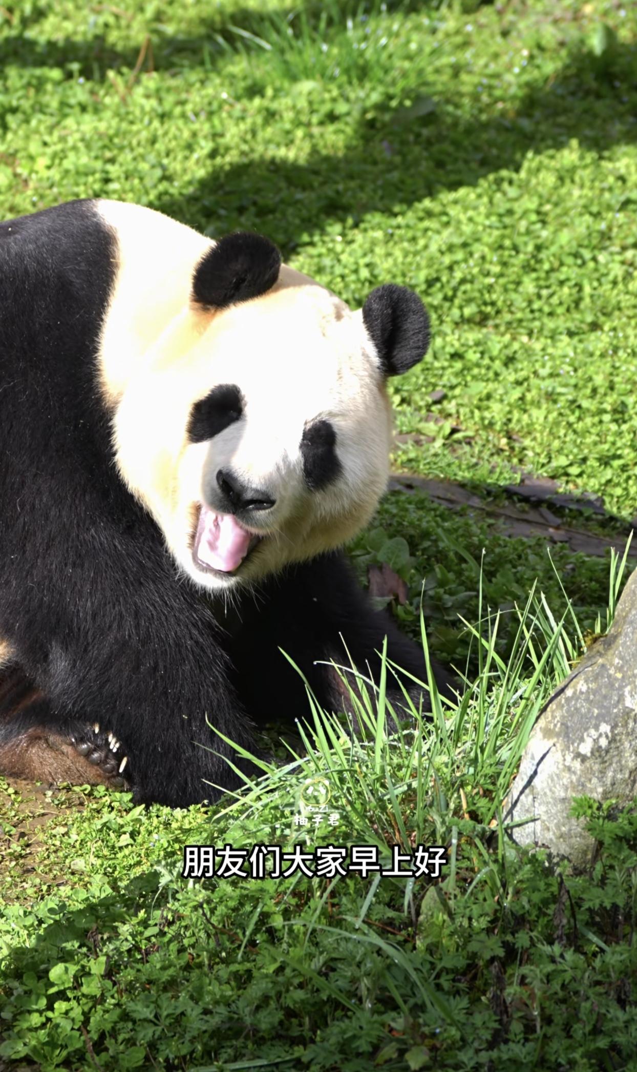 新鲜的福猪猪——福宝！
真羡慕旅游博主，可以看到新鲜的福宝，又想看福宝了只能去搜