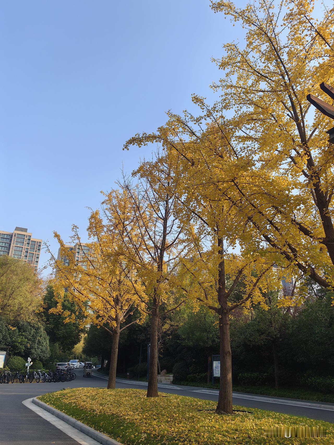 银杏是懂秋天的，

把日子都染成了暖黄色。

踩在落叶上，连风都是软的🍂
​