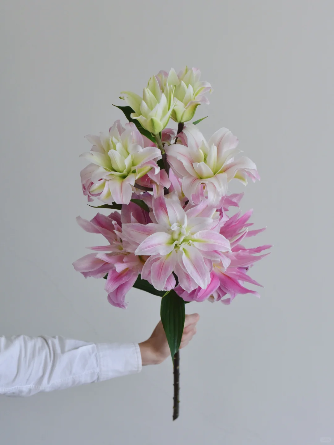 百合·红丝带树