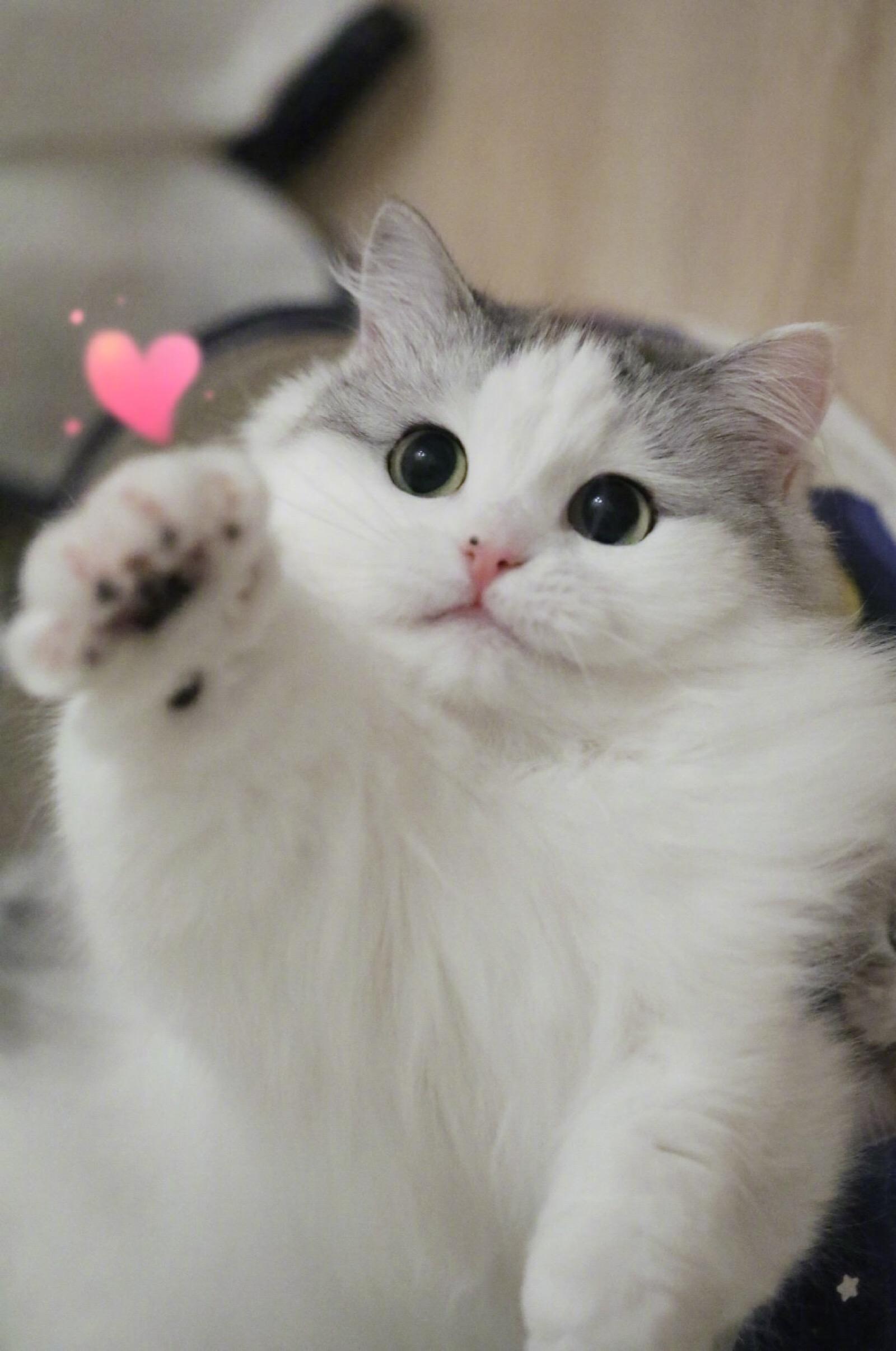 #连小猫都比你浪漫# 这就是猫猫带给我们的爱情启示吗？竟然在猫咪身上感受到了这种