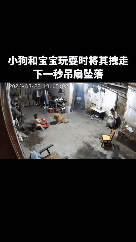 上人民日报了！广东河源一户人家，上演了一场狗狗舍身护主的惊险一幕。小宝宝正坐着扭