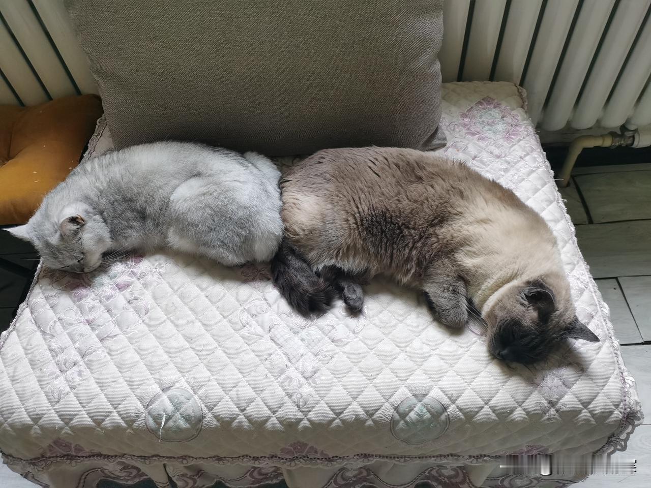 分享一张你家猫睡觉的照片对接成功
