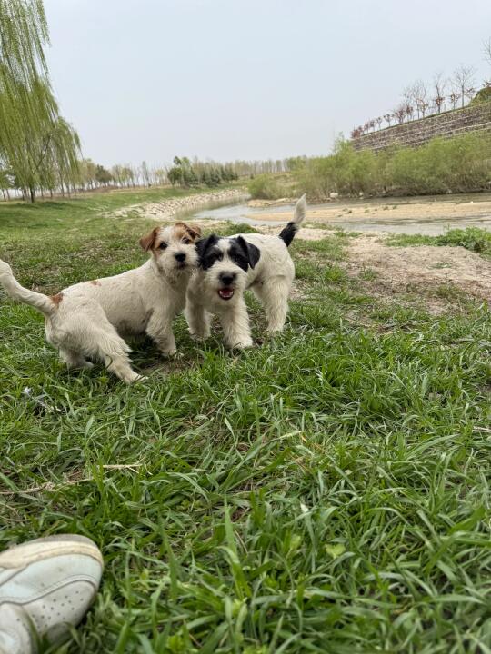 大爱梗犬