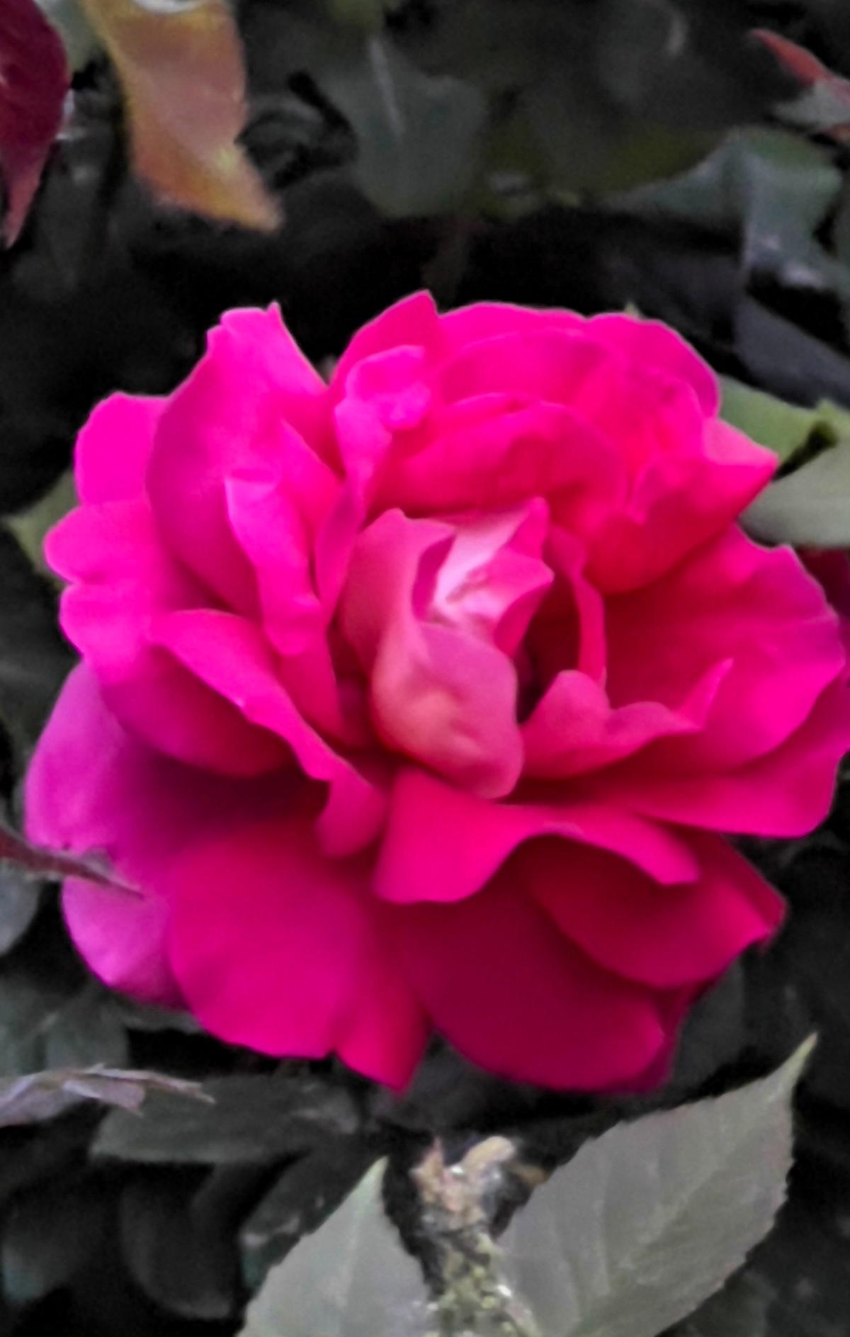 粉霞映花枝，芳华满目时。