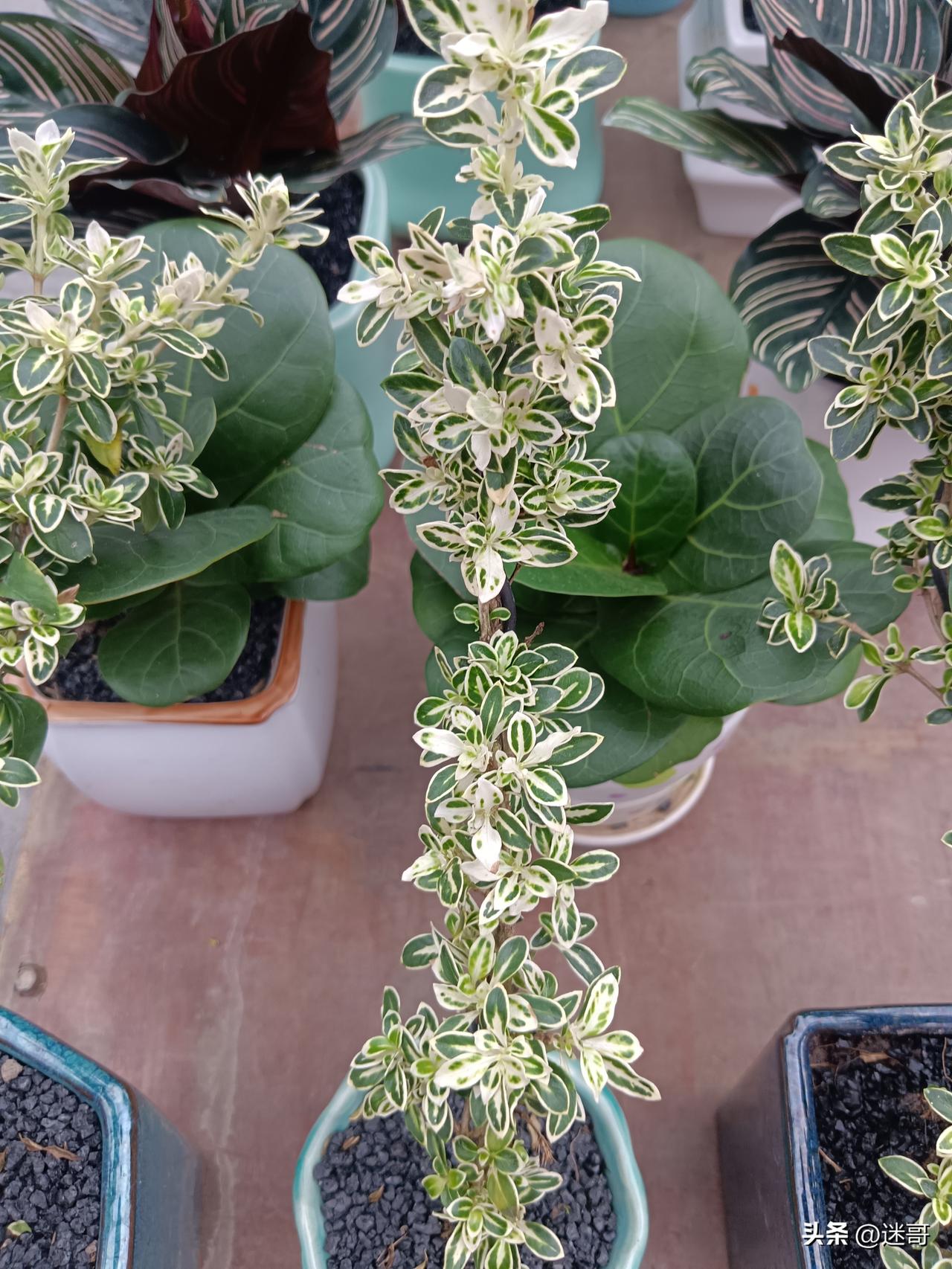 中国在高铁、5G、新能源汽车、光伏、特高压、量子通信、民用无人机、高超音速武器等