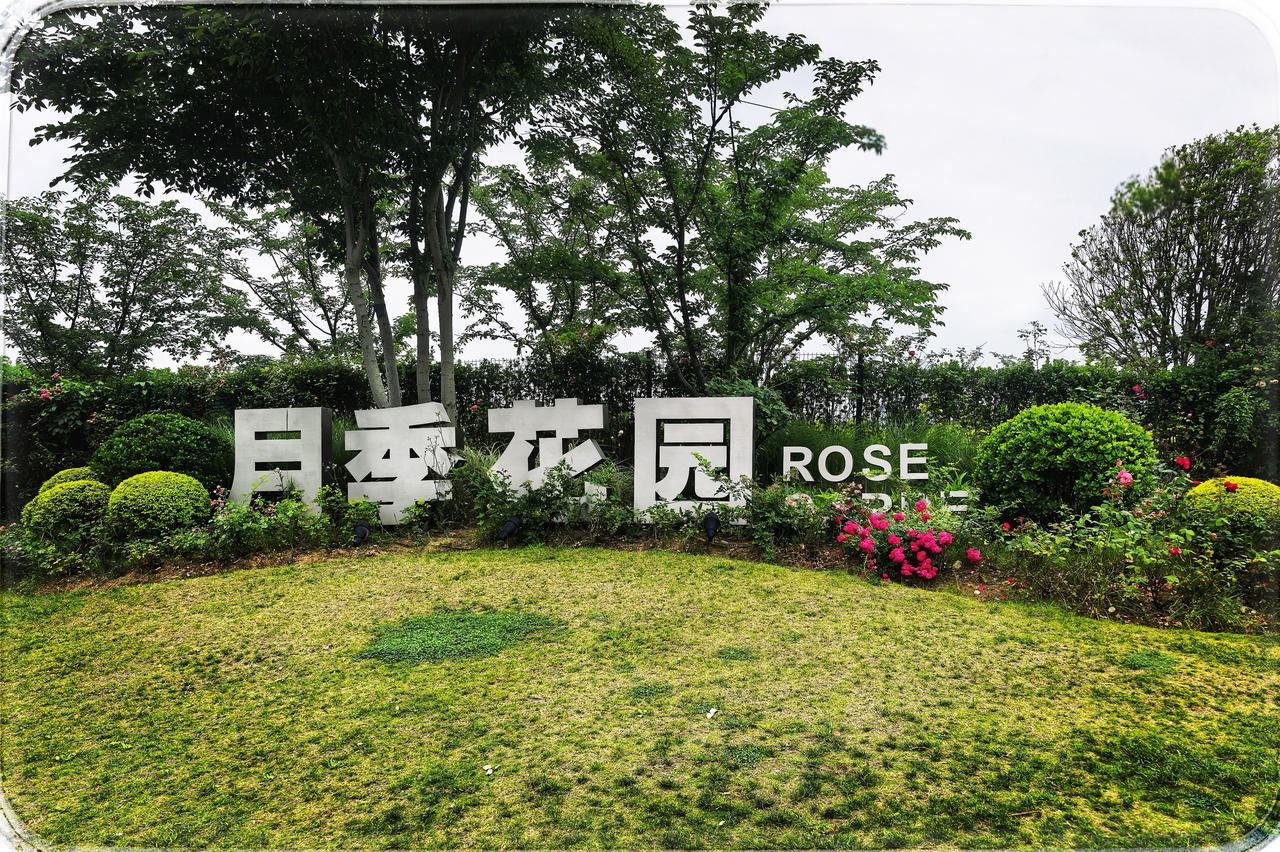武汉金银湖月季花园
踏入金银湖的月季花园，似跌进一场五彩的梦幻。每一朵月季都似精