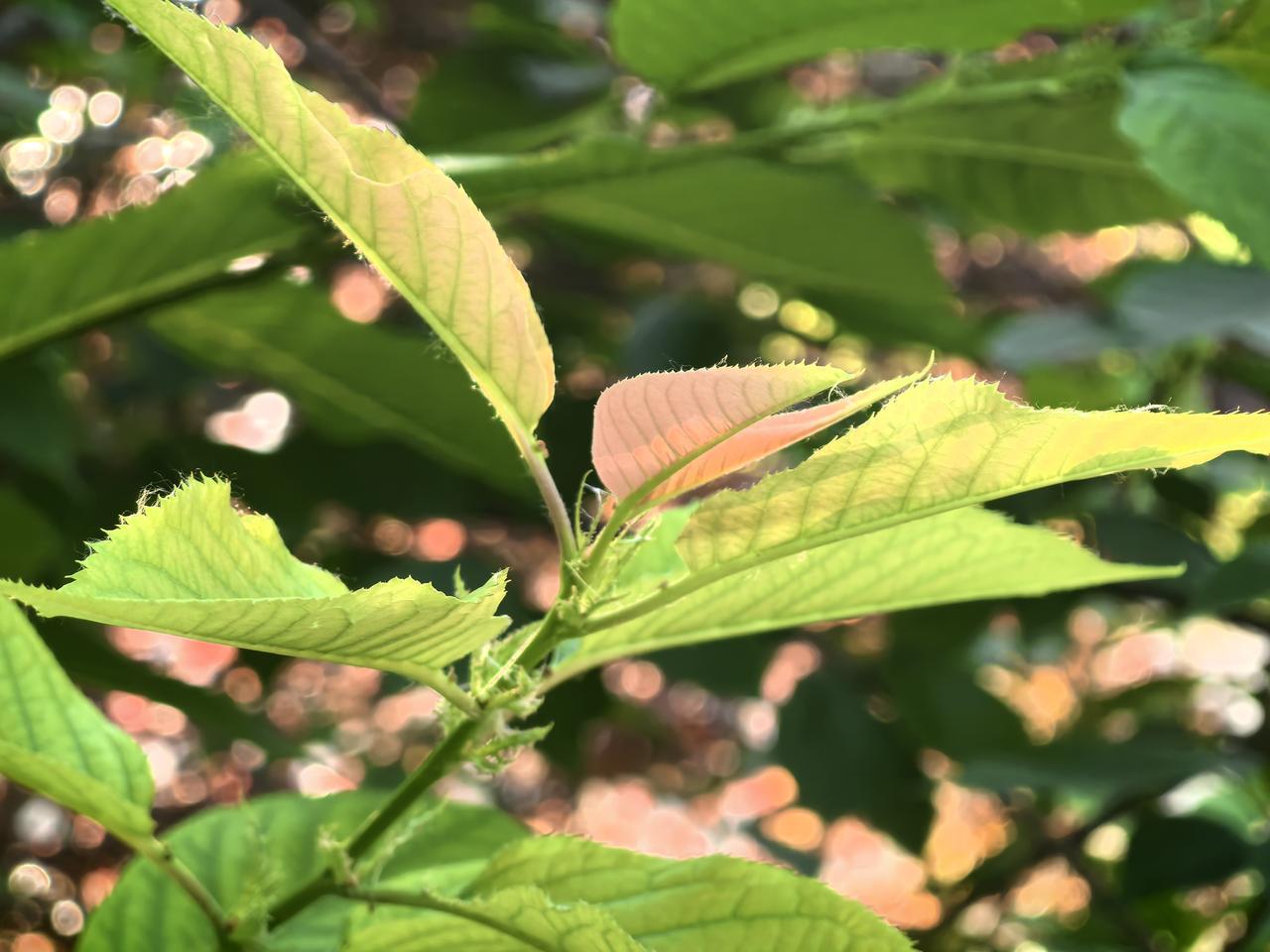分享一张最近随手拍的照片 谁有手机拍摄的花花发上来