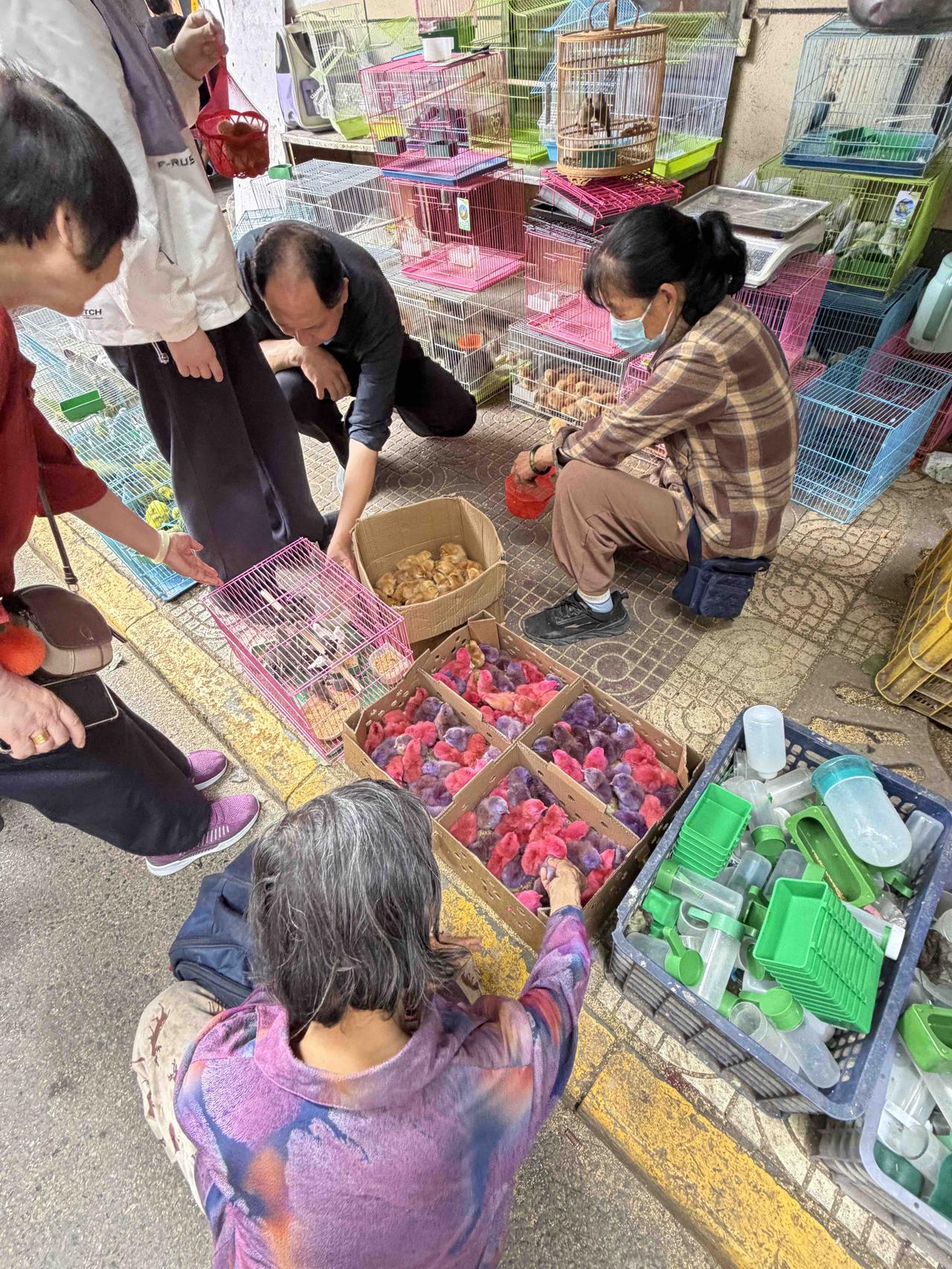 昨天上午，我逛西安档子，在西仓西巷，看到一家地摊上售卖的彩色鸡娃，有顾客在兴致勃