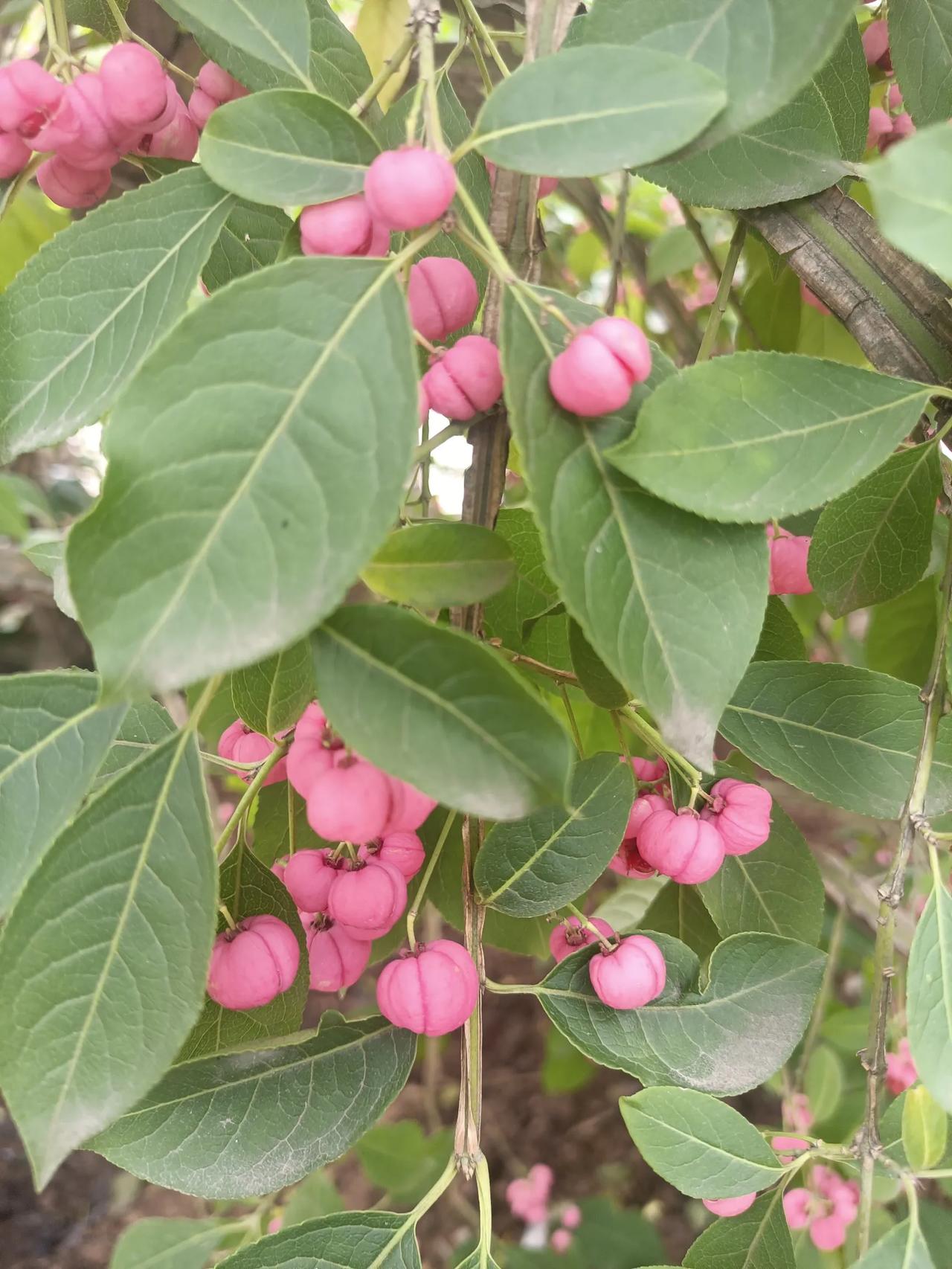 卫矛花