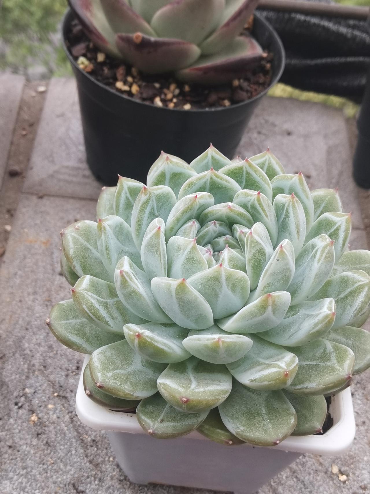 有网友说，"今天的昨天的上涨跟你我没有半毛关系，别高兴太早"！
他没有说对，只是