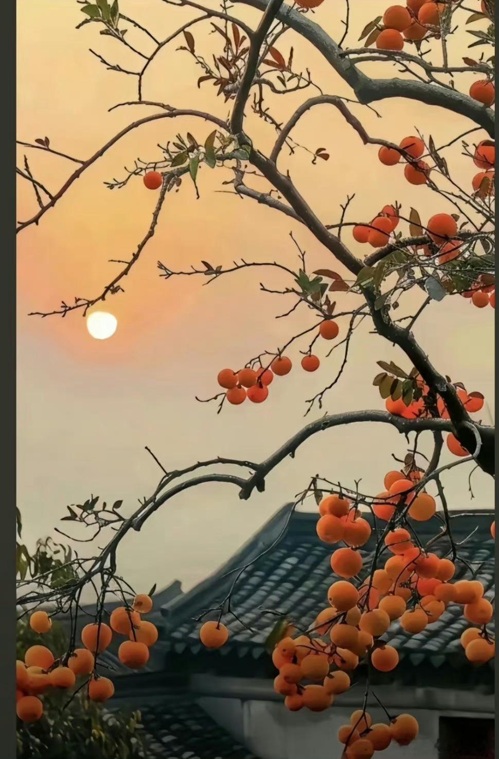 我奶奶说了，看到这颗柿子树的人，以后遇到什么事都会柿柿如意，好运连连 
