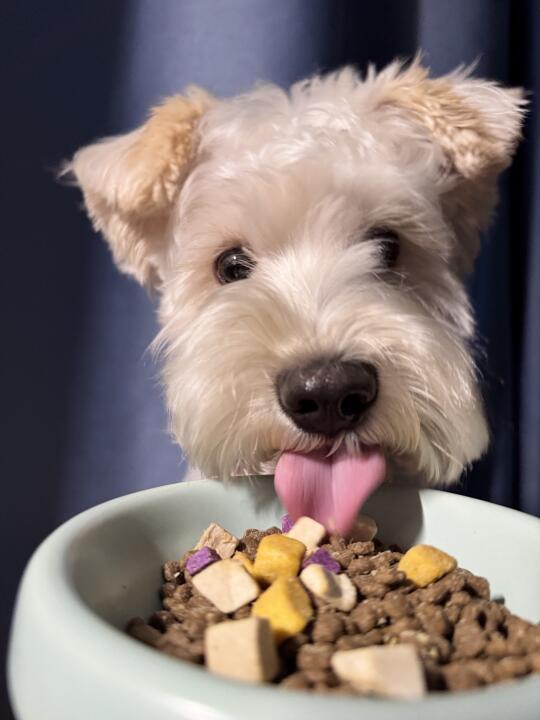 不是恋爱脑，是吃饭脑