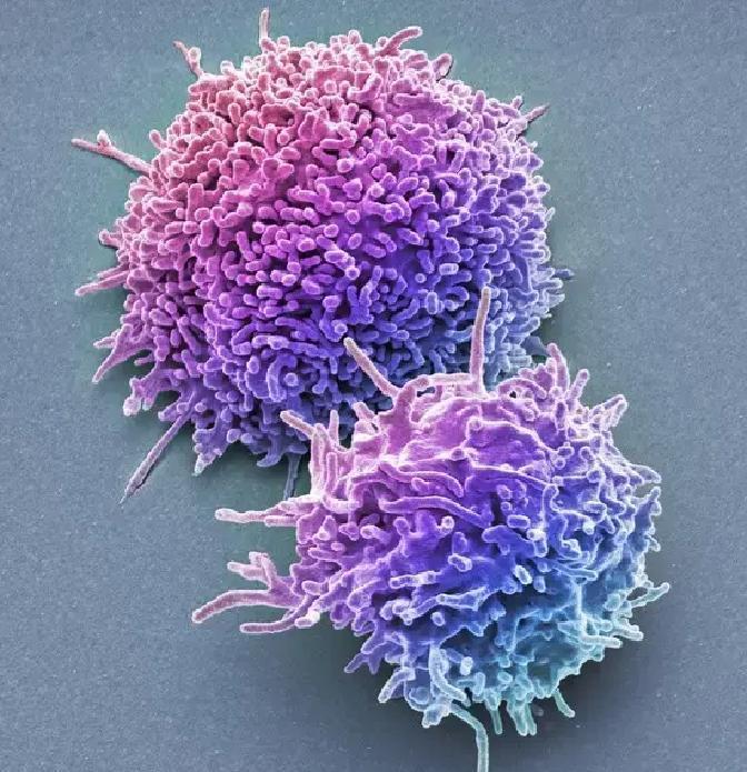 你知道那种超市里卖的胖乎乎的坚果吗？它长得不起眼，口感却脆脆的，带点椰子味儿，原