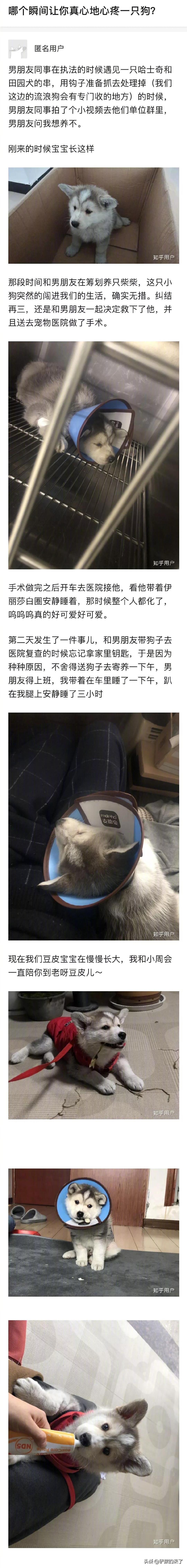 哪个瞬间让你真心地心疼一只狗？[心]