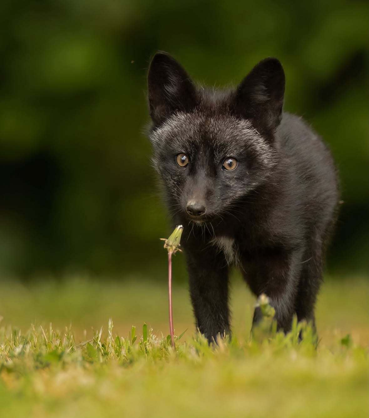狐狸 以防你没看过小黑狐吃花花©️Jim Shuler