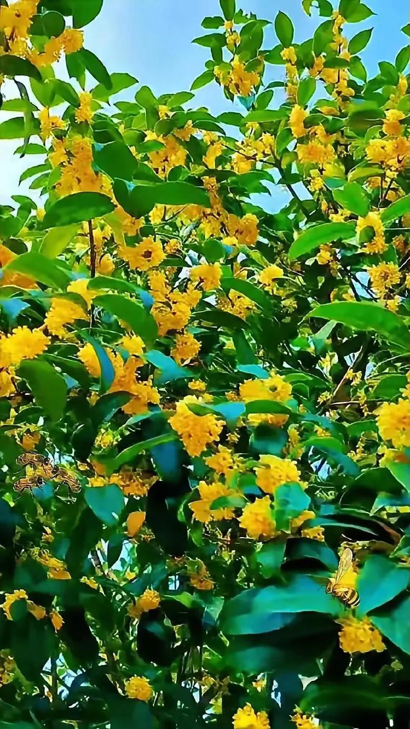 上联：桂花绽放香千里；
下联：？？？