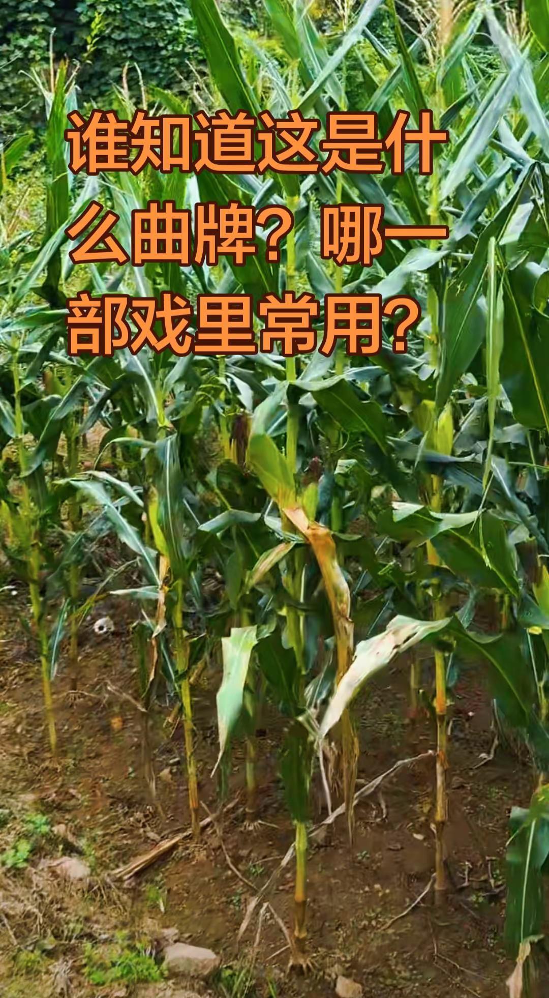谁知道这是什么曲牌？，那部戏里常用？