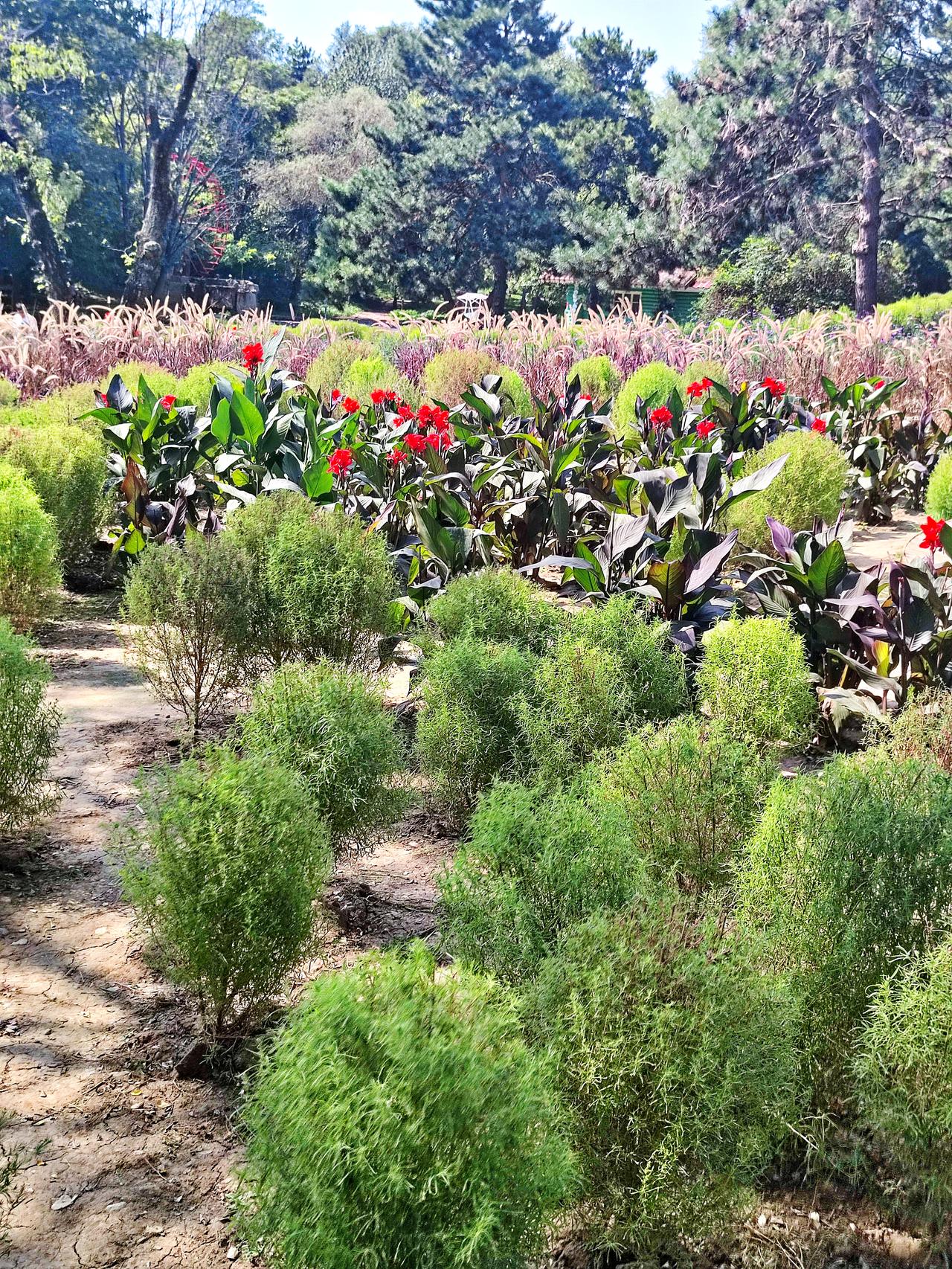 《宿根花卉园》景色
   沈阳植物园景区之一，宿根花卉是多年生草本植物，一次种植