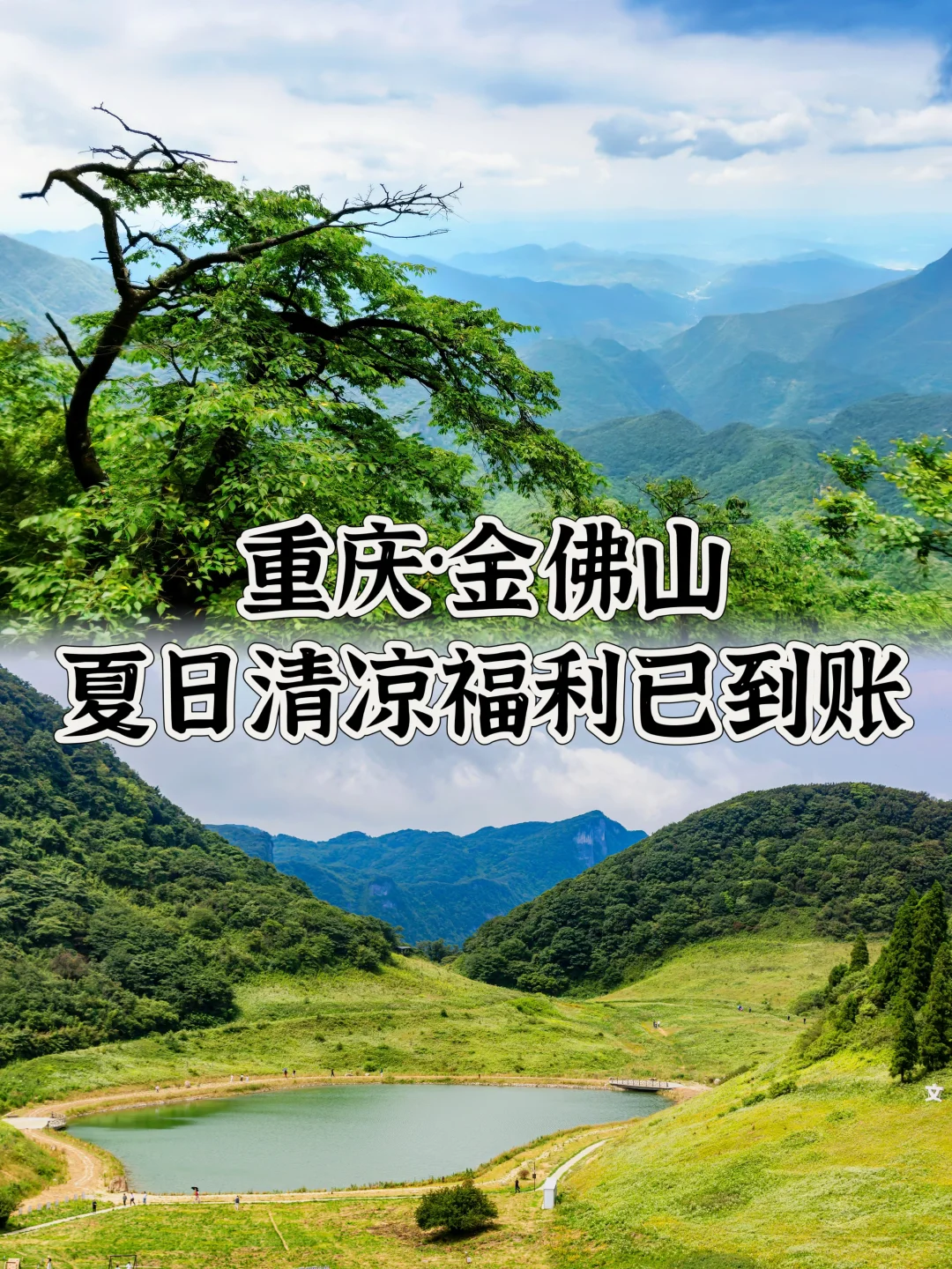 重庆旅行｜南川金佛山，你的清凉福利已到账