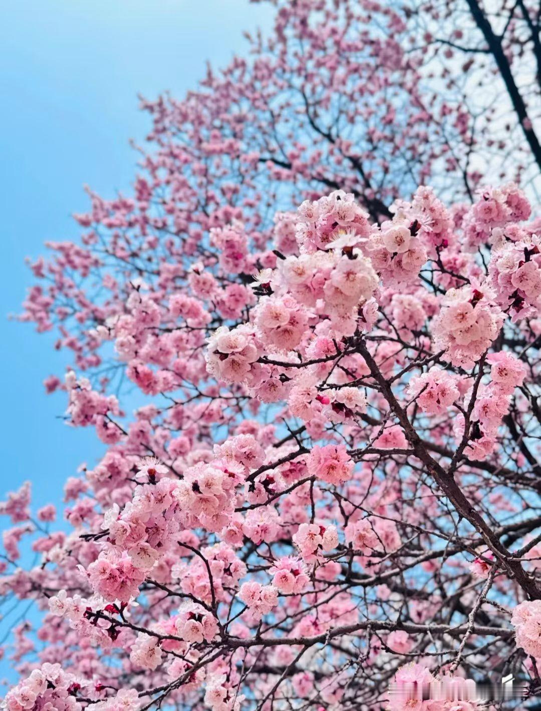 大自然真的有神奇的力量
寒冷沉寂的漫漫冬日之后
便赠予我们这美不胜收的一树一树的