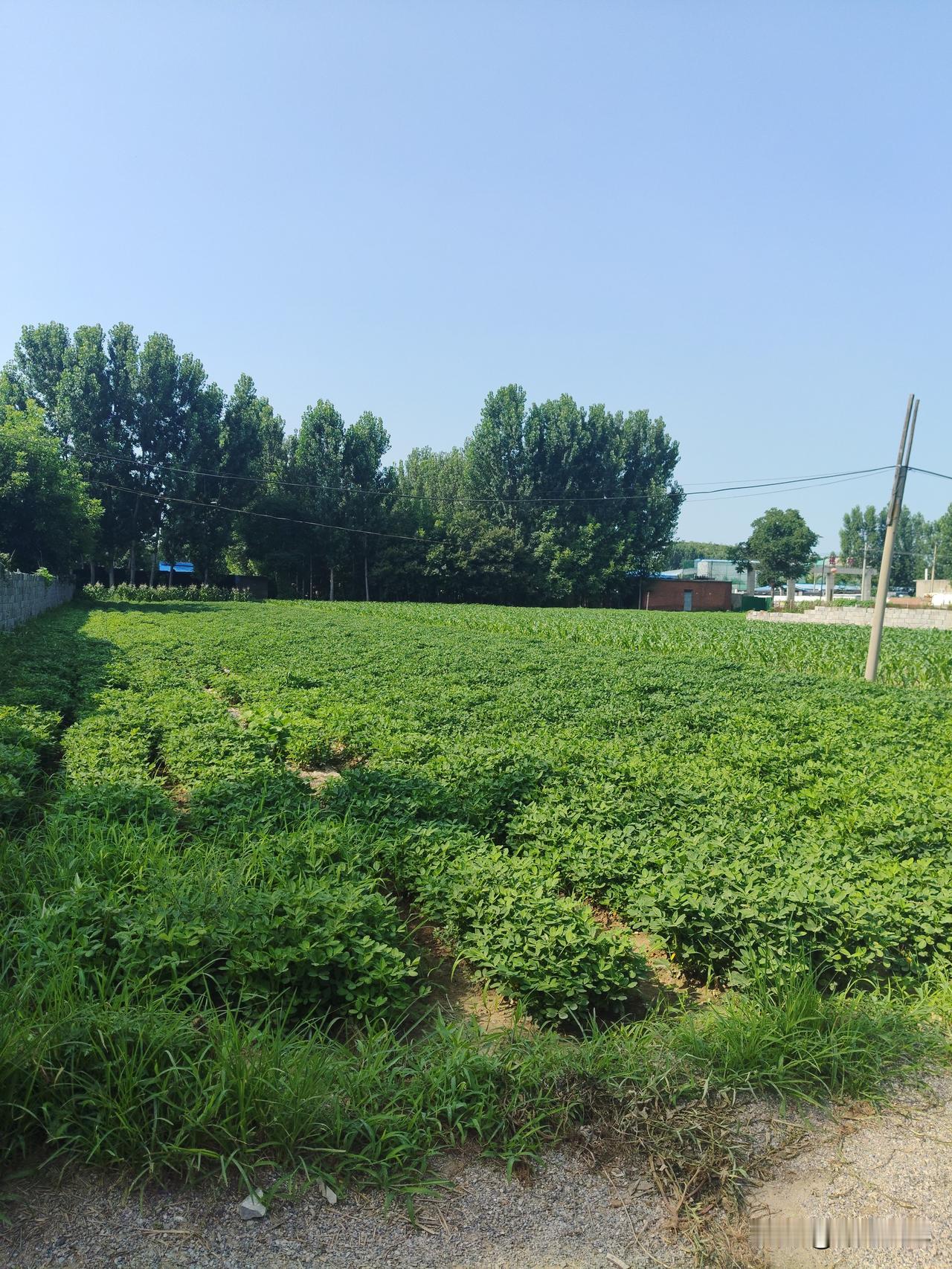 离新城不到八里路 我们这座城市叫做河北省滦州市 我们这个村子和燕山新村相邻 你知