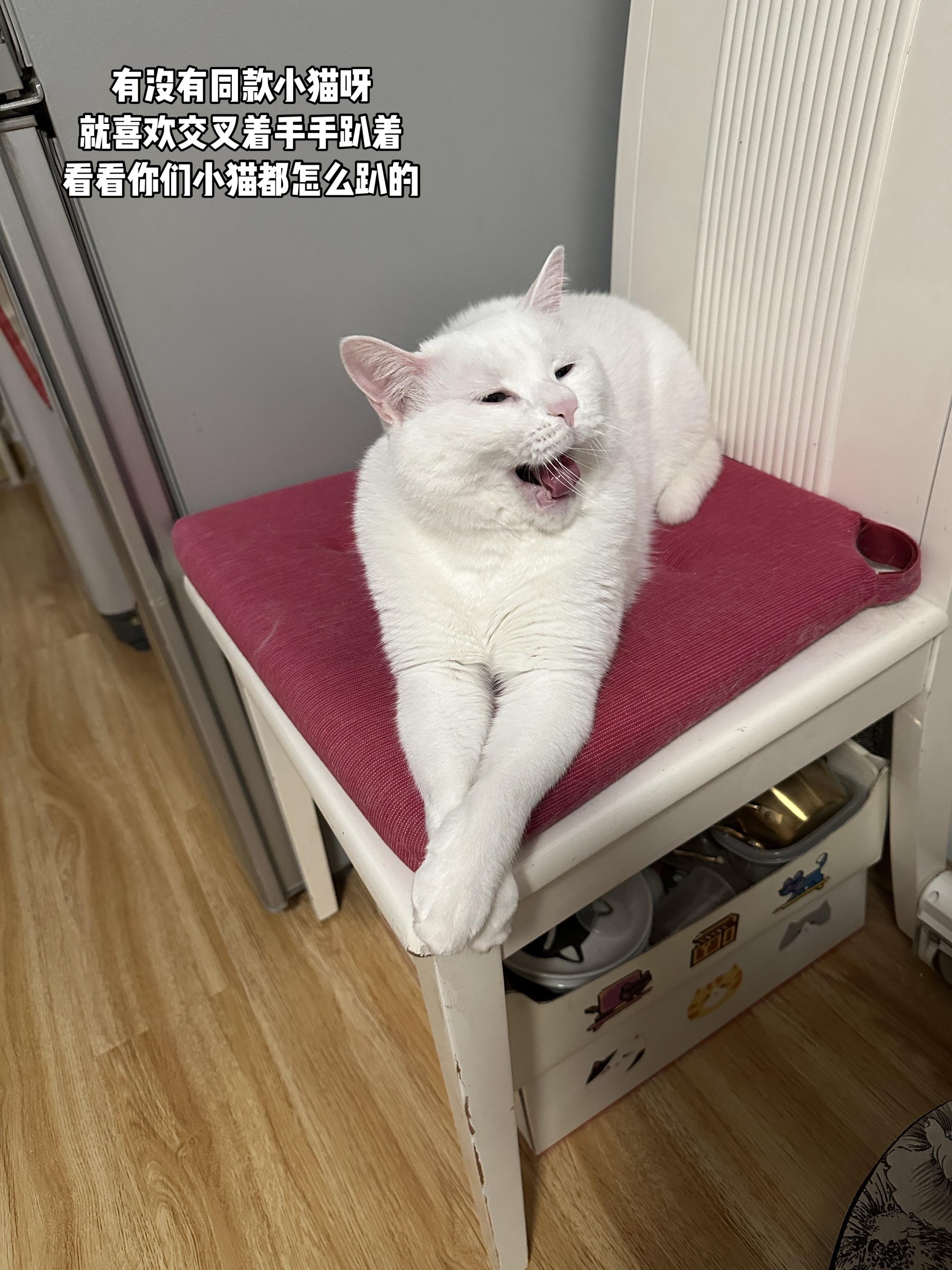 总感觉它每天很悠闲