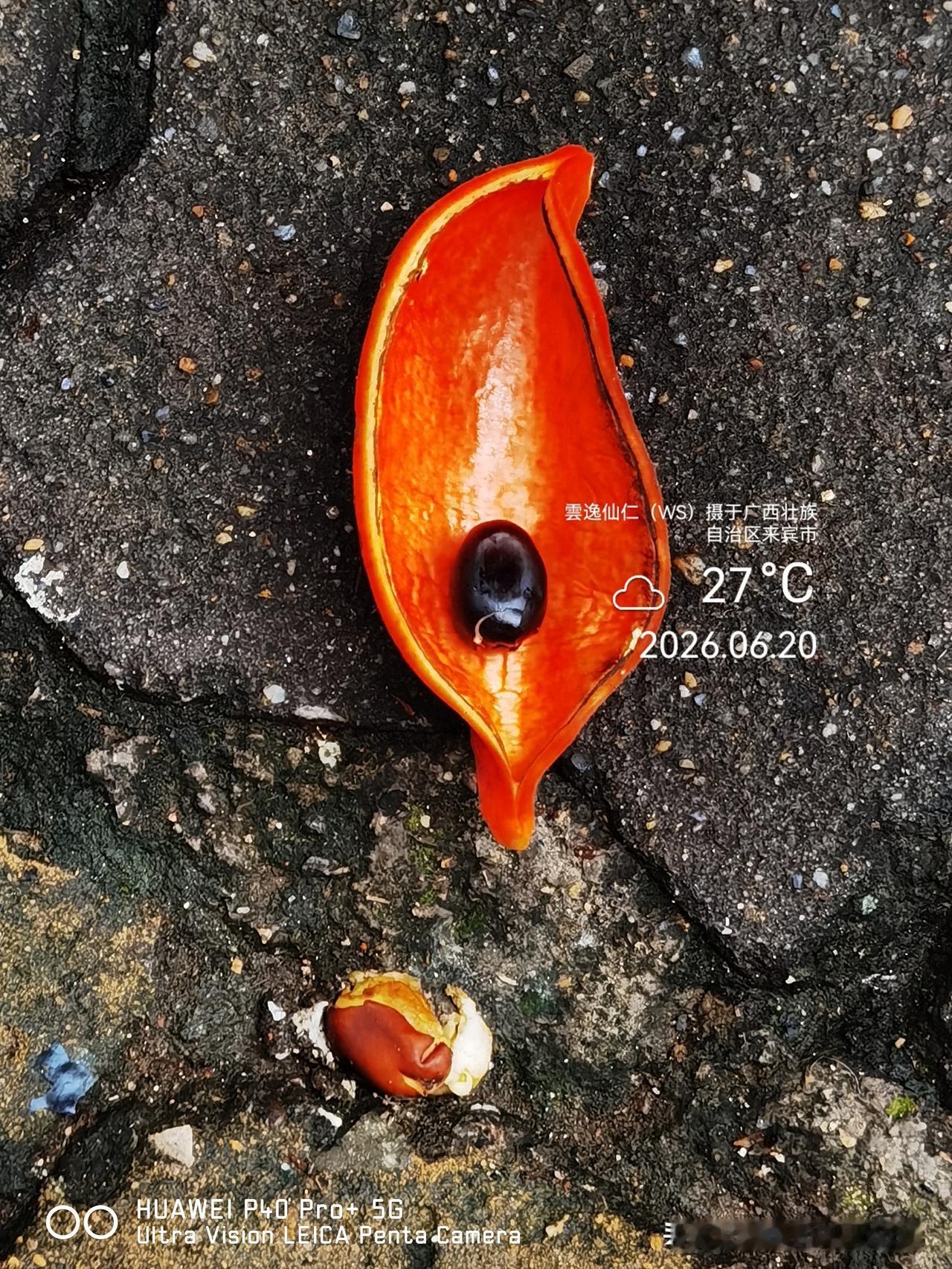 月居生活记录（9961）广西壮族自治区来宾市（186）花儿随拍27：苹婆豆荚、鸡