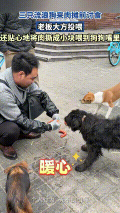 太感动了！三只流浪狗在肉摊前讨食，老板没有嫌弃，也没有丝毫犹豫，反而大方投喂，还