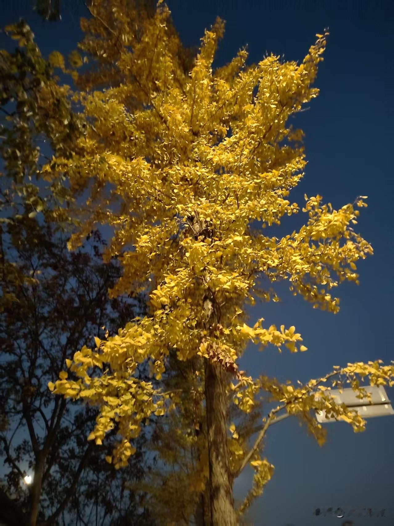 分享一张你手机里的树秋天的银杏树