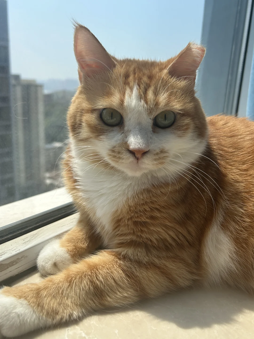 早上好，我在晒太阳