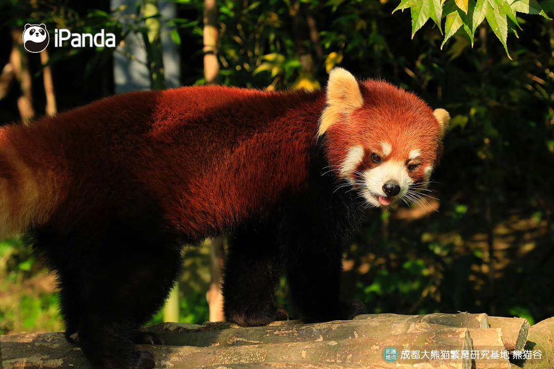 【吸“福”气春节来熊猫谷看凤凰啦】报～都江堰熊猫谷里入住“七彩凤凰”——红腹锦鸡