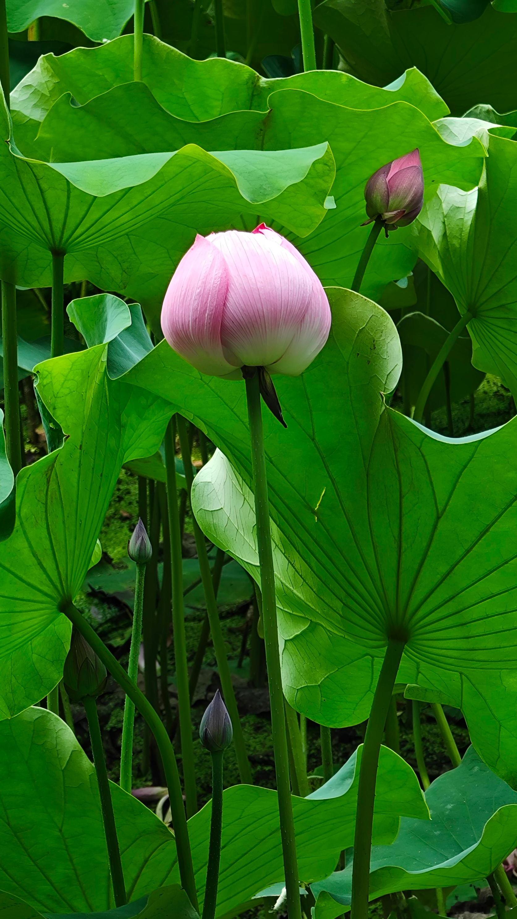 植物 莲之出淤泥而不染，濯清涟而不妖，中通外直，不蔓不枝，香远益清，亭亭净植，可