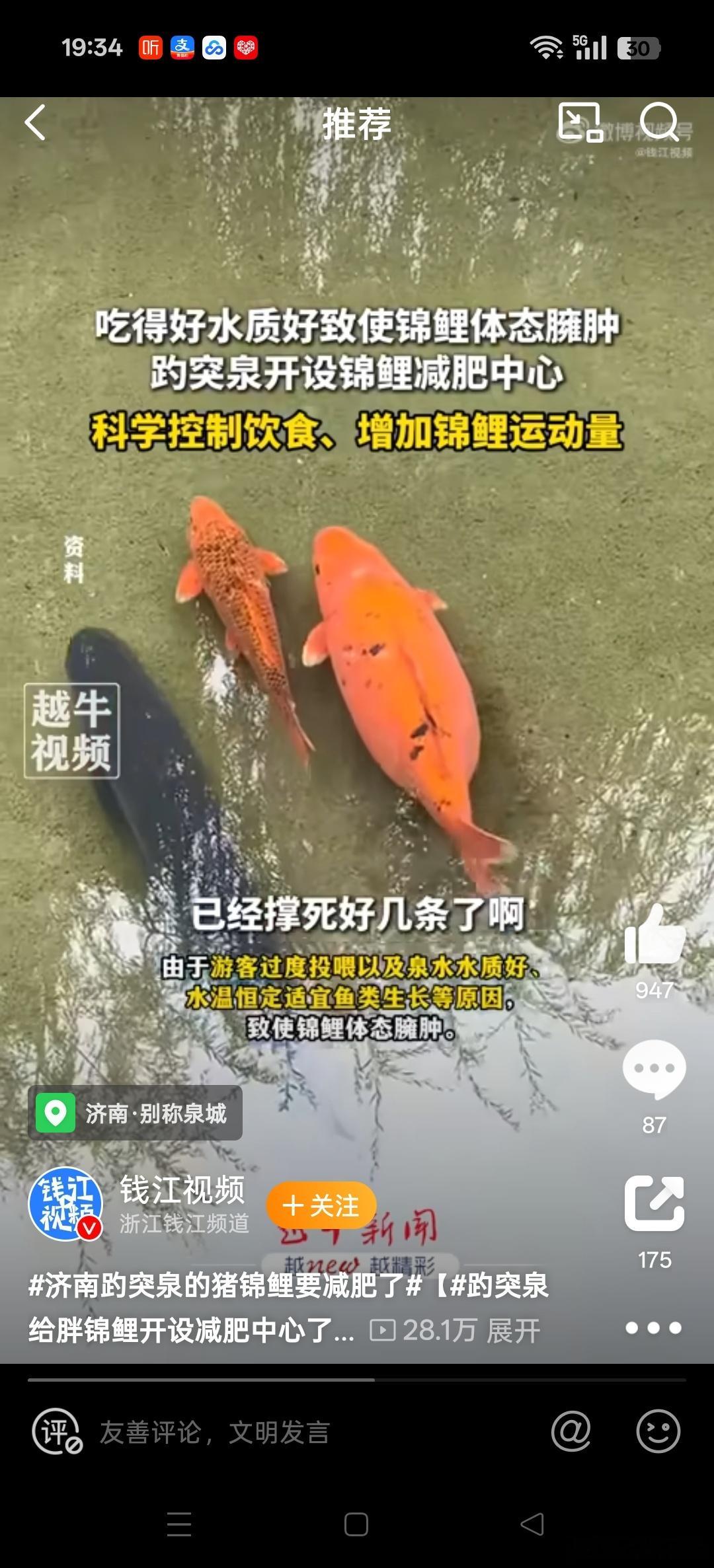 济南趵突泉的猪锦鲤要减肥了 真的好肥！！！！ 