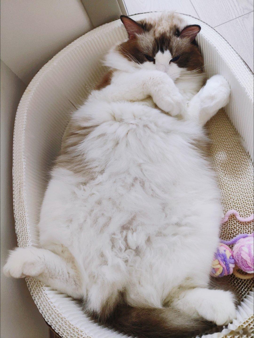 生活手记 是猪吧 ​​​