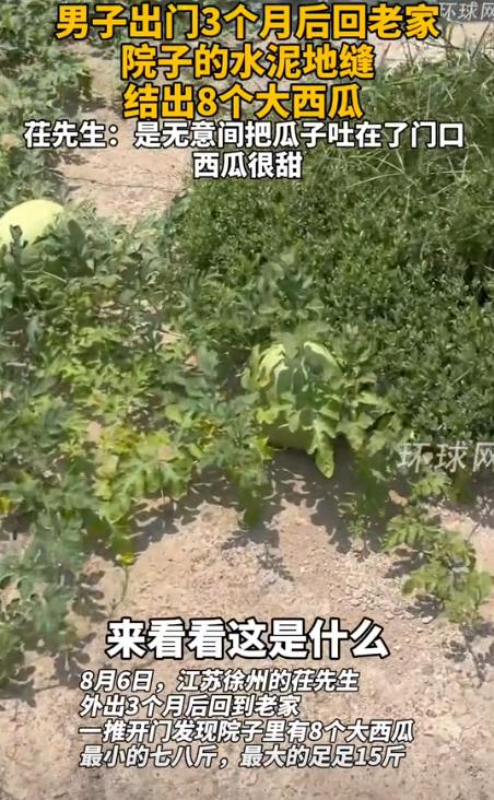 “离了个大谱！”江苏徐州，一男子离开老家3个月，临走之前在院子里洒了除草剂，谁知