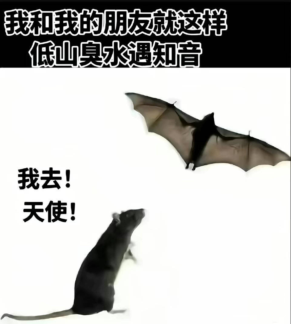 24329【鼠丝正餐】 