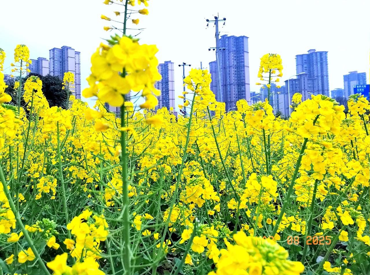 成都温江区江安河畔的油菜花已开
可以开拍啦

这两天才发现江安河畔田间地头的
油