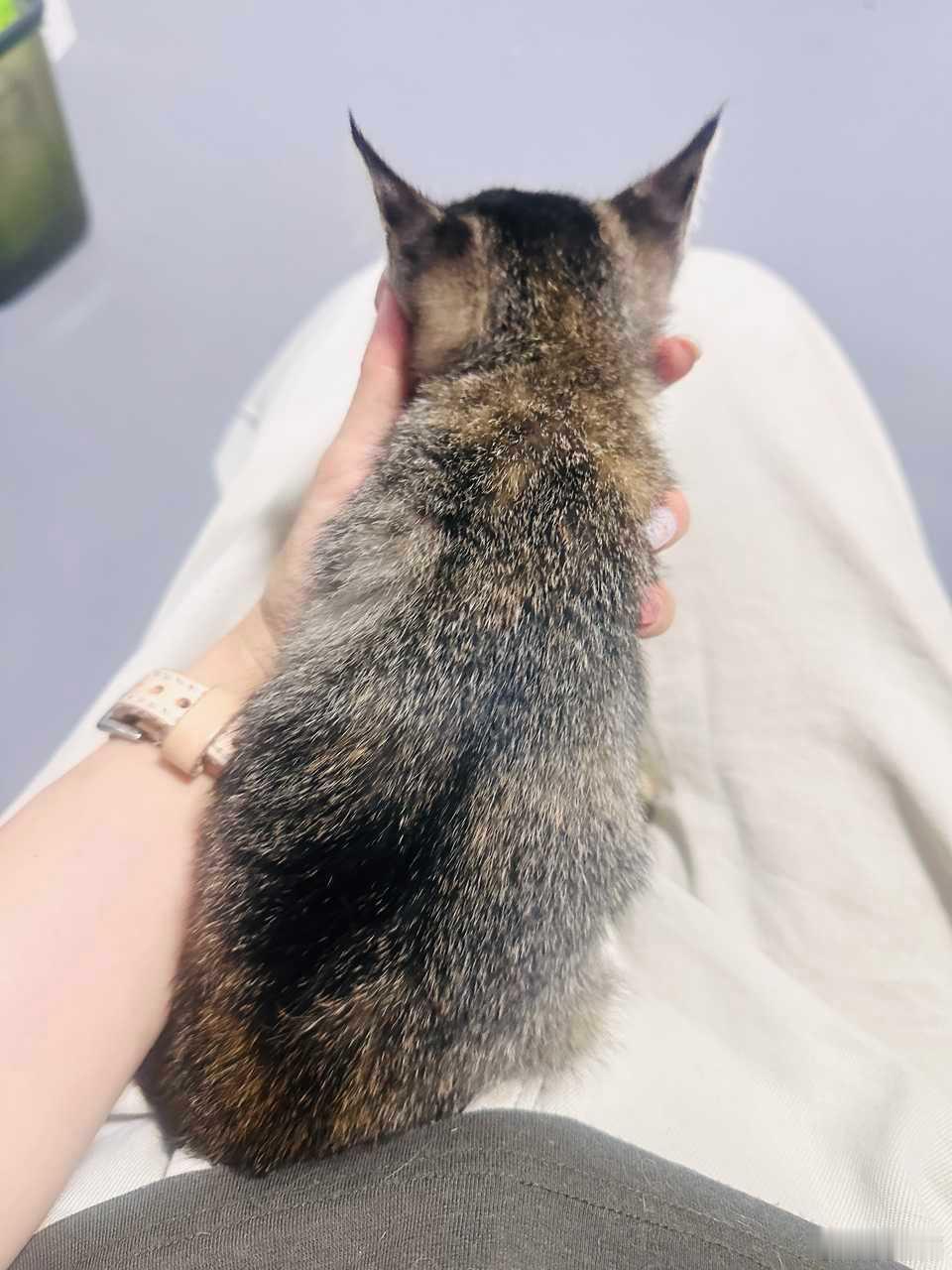 网友投稿——杭州衢州金华小猫找领养！！可以送猫上门，这是我和邻居在前天晚上绿化带
