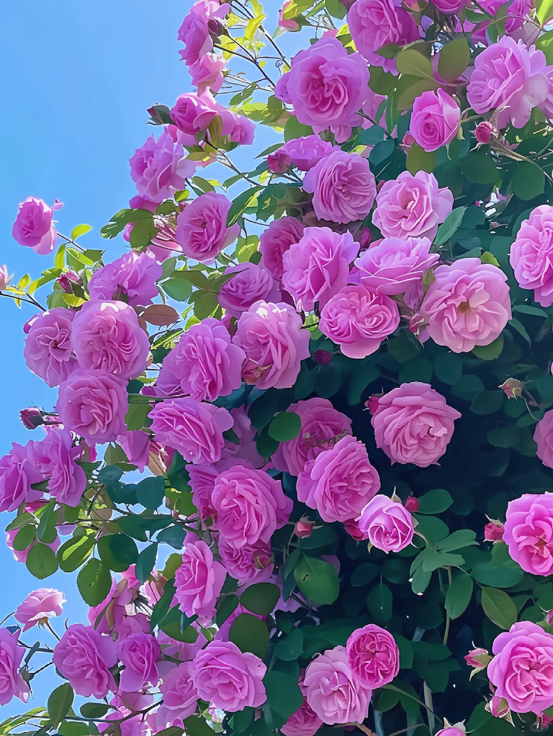 紫色蔷薇花