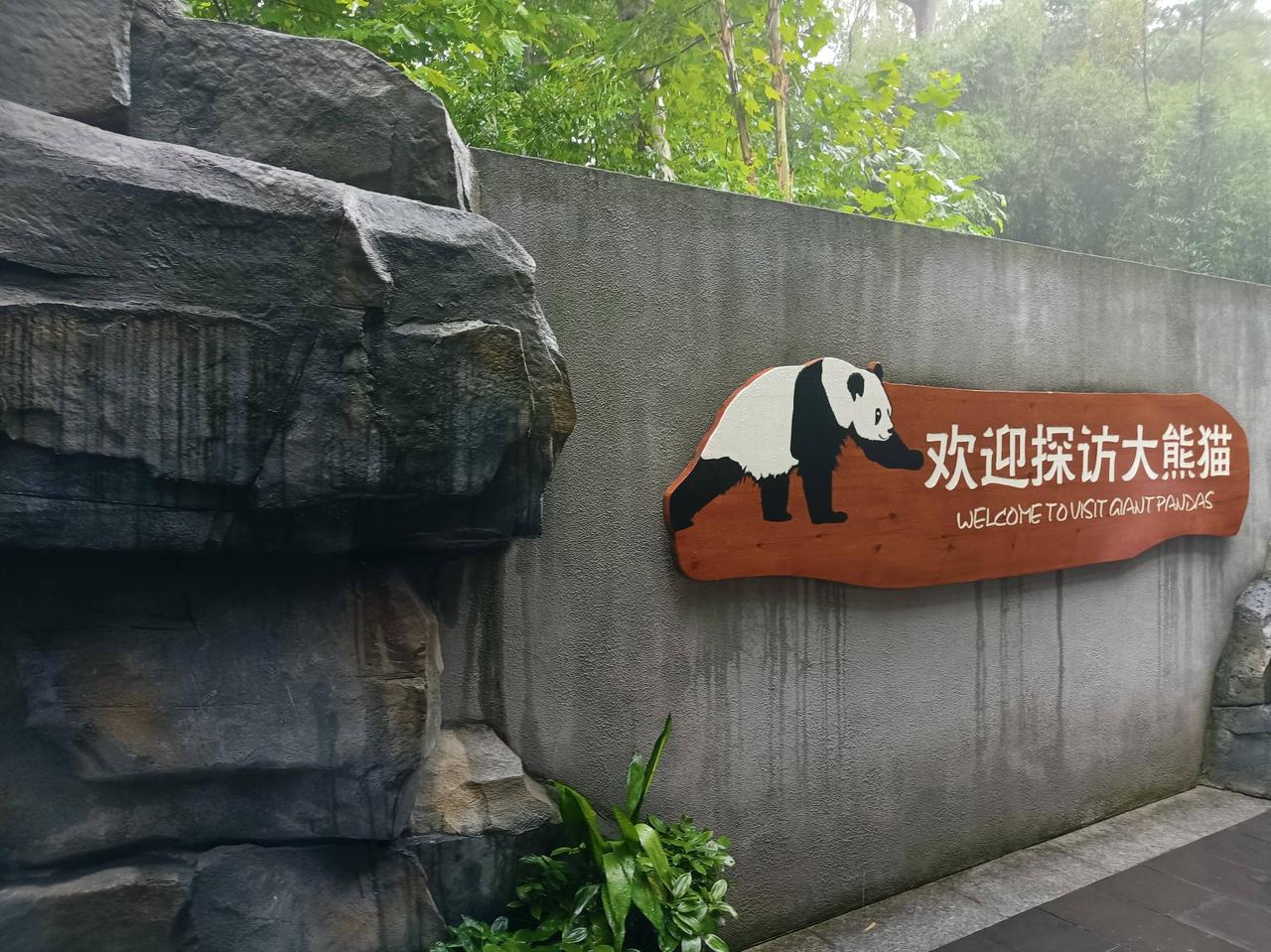来成都看大熊猫，这一趟值了。钱花了，也真看到了。
先说门票，五十五。这个价我本来