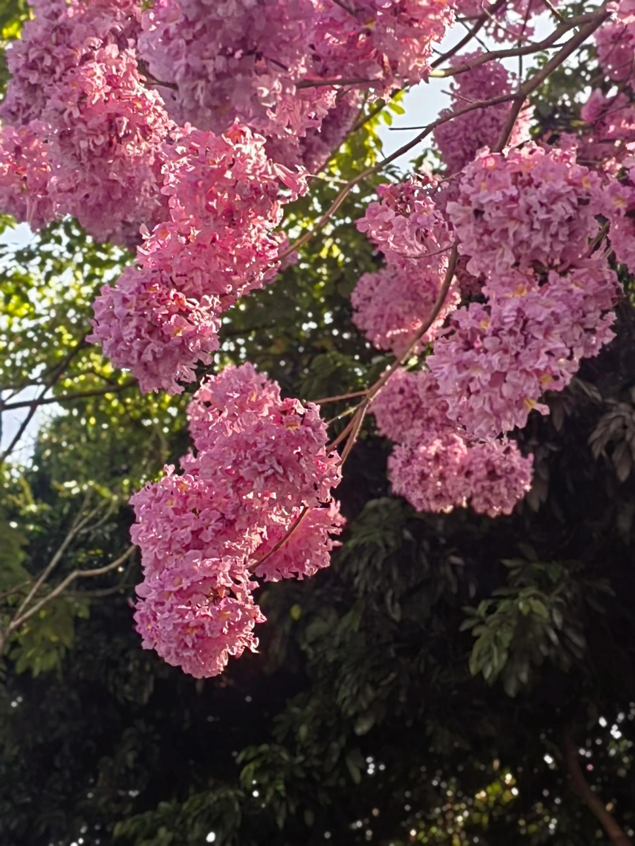 花团锦簇是什么感觉，看看本期手机摄影吧？手机摄影 麻辣姬姒色彩风格之手机摄影 大