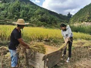 #出门去踏秋#秋天是收获的季节，五谷丰登，财源广进的时候，人们在田间地头干的热火