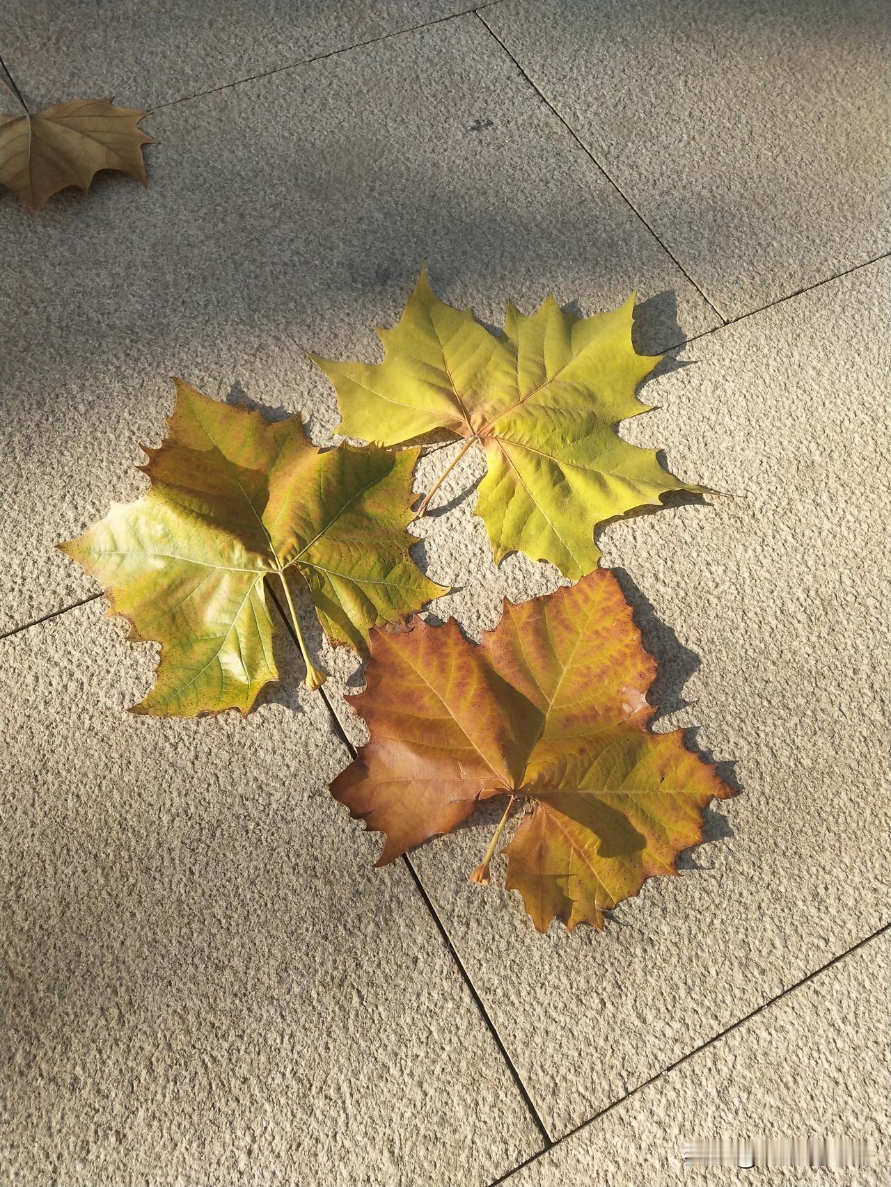 @冬日生活打卡季冬日里的公园也别有一番野趣。梧桐树的落叶🍂像金黄色的星星，随手