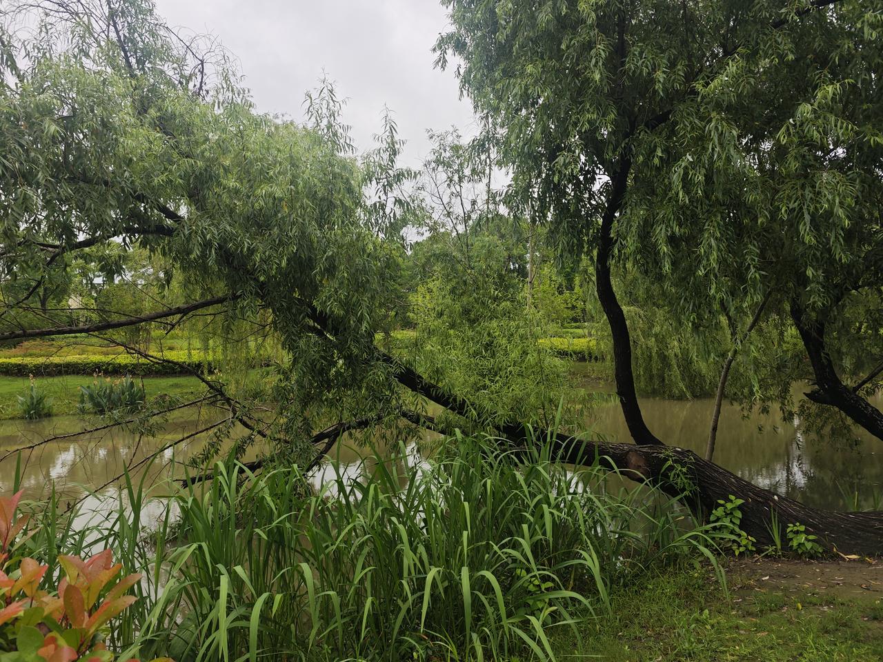 梅雨堤畔歪柳：身虽向水折，心自向青天
 
连绵梅雨漫过公园河畔，雨后空气裹着湿润
