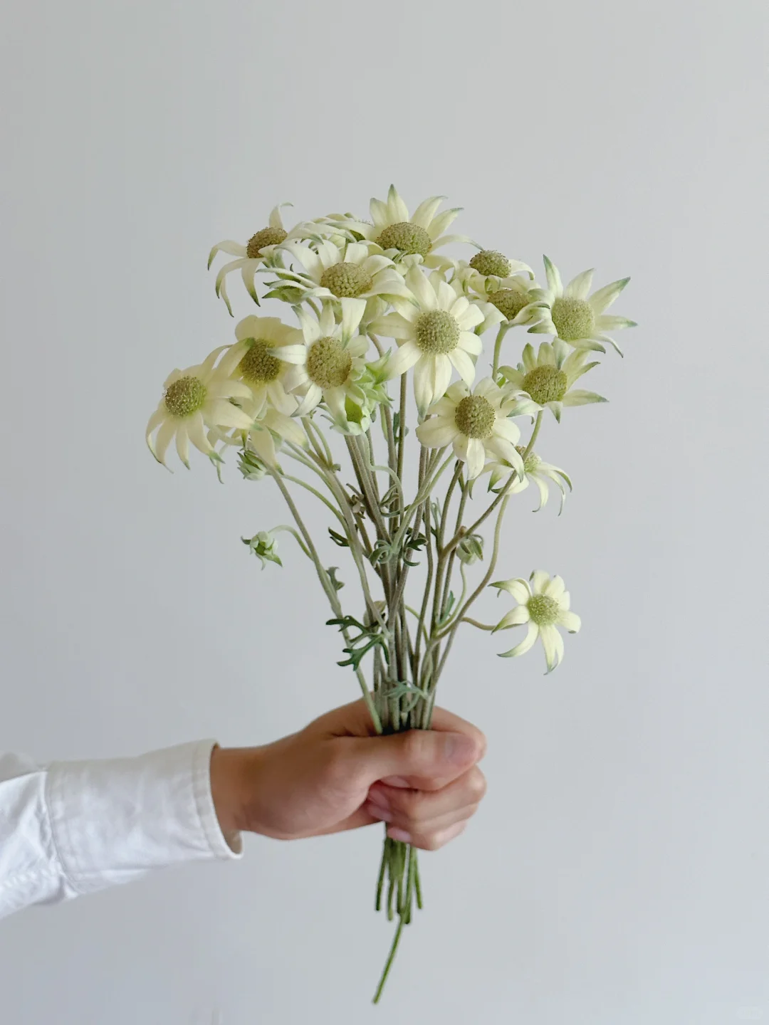 日本法兰绒· Fairy custarf